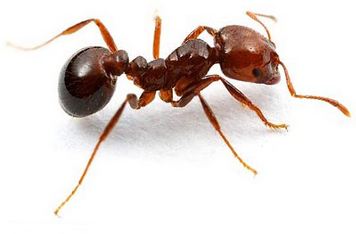 por que formigas podem danificar equipamentos eletrônicos